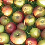Äpfel Äpfel