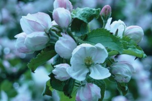 Blume Blume